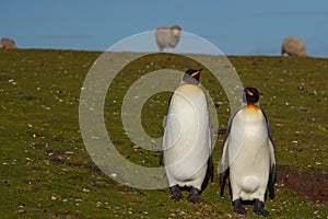 King Penguins on a Sheep Farm - Falkland Islands