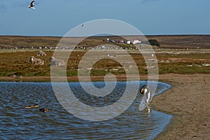 King Penguins on a Sheep Farm - Falkland Islands