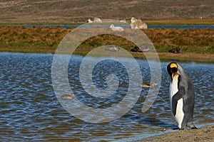 King Penguins on a Sheep Farm - Falkland Islands