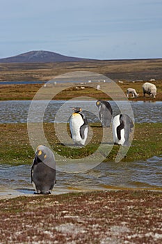 King Penguins on a Sheep Farm - Falkland Islands