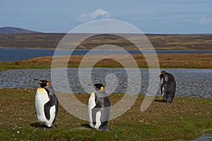 King Penguins on a Sheep Farm - Falkland Islands