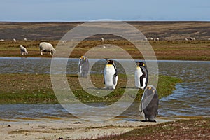 King Penguins on a Sheep Farm - Falkland Islands