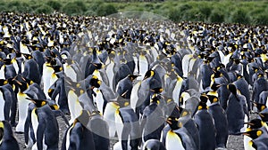 King penguins at South Georgia