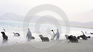 King penguins at South Georgia