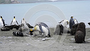 King Penguins at South Georgia