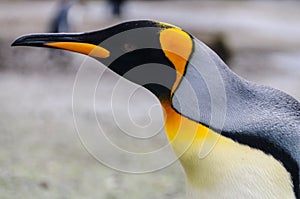 King Penguins on South Georgia