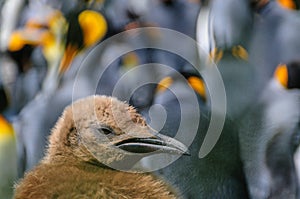 King Penguins on South Georgia