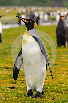 King Penguins on South Georgia