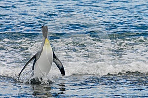 King Penguins on South Georgia