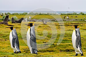 King Penguins on South Georgia