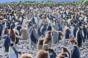 King Penguins on South Georgia