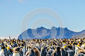 King Penguins on South Georgia