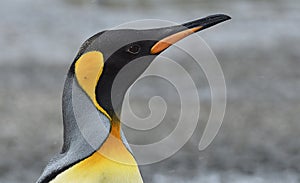 King penguins of South Georgia