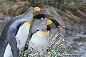 King penguins of South Georgia