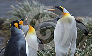 King penguins of South Georgia