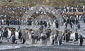 King penguins of South Georgia