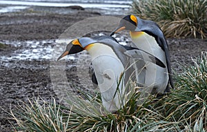 King penguins of South Georgia