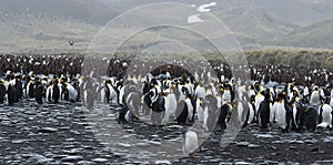 King penguins of South Georgia