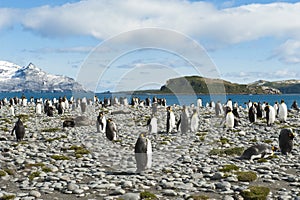 King penguins at the beach in beautiful landscape of South Georgia