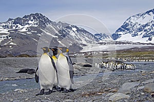 King penguins, South Georgia