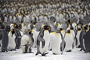 King penguins, South Georgia