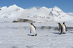 King penguins, South Georgia Island, Antarctic