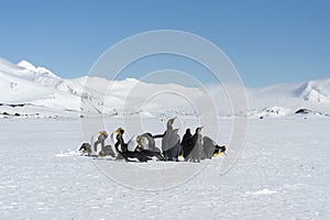 King penguins, South Georgia Island, Antarctic