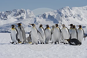 King penguins, South Georgia Island, Antarctic