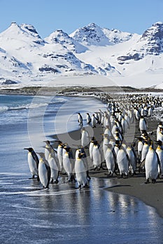 King penguins, South Georgia Island, Antarctic