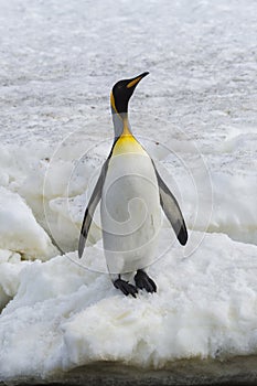 King penguins, South Georgia Island, Antarctic