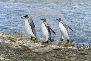 King penguins, South Georgia Island, Antarctic