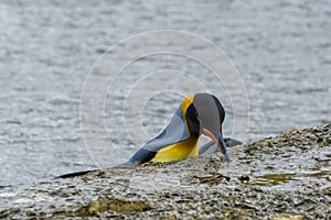 King penguins, South Georgia Island, Antarctic