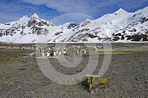 King penguins, South Georgia Island, Antarctic