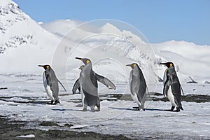 King penguins, South Georgia Island, Antarctic