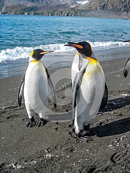 King Penguins on the South Georgia Islands, Antarctica