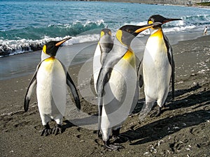 King Penguins on the South Georgia Islands, Antarctica