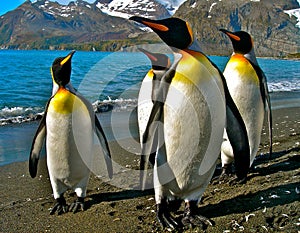 King Penguins on the South Georgia Islands, Antarctica