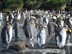 King Penguins on the South Georgia Islands, Antarctica