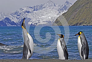 King Penguins, South Georgia, UK