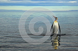 King Penguins in Southamerica photo