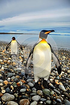 King Penguins in Southamerica photo