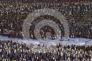 King Penguins, St. Andrews Bay, South Georgia