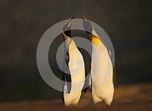 King penguins standing on a sandy coast at sunrise