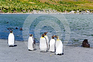 King penguins sunbathing on the beach of Gold Harbour, South Georgia, Antarctica