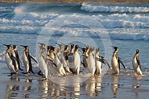 King Penguins in the Surf