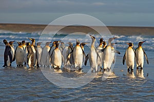 King Penguins in the Surf