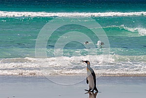 King Penguins in surf and one in front at Volunteer Beach, Falklands, UK