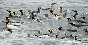 King Penguins Swimming in the Waves