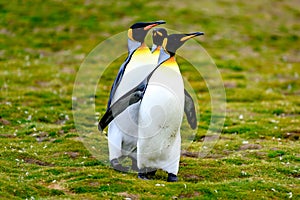 King penguins, three king penguins - Aptendytes patagonica - walking together in South Georgia