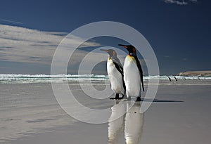 King Penguins at Volunteer Point